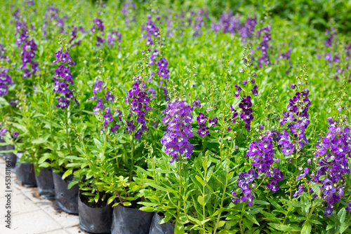 Beautiful angelonia goyazensis benth in the park