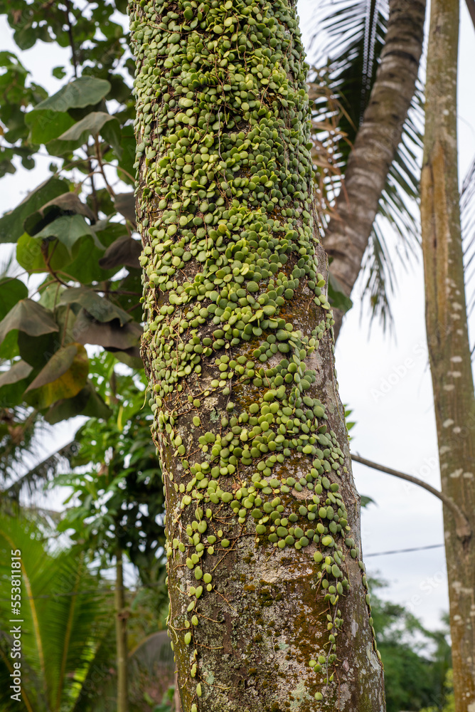 Fototapeta premium palm tree in the forest