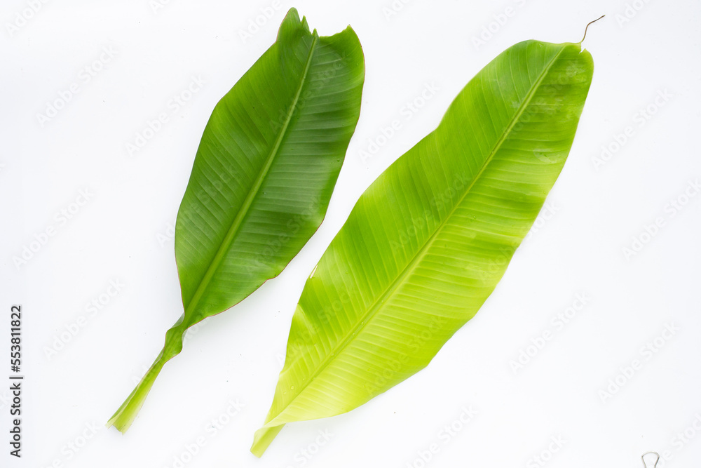 Fototapeta premium Banana leaves on white background.