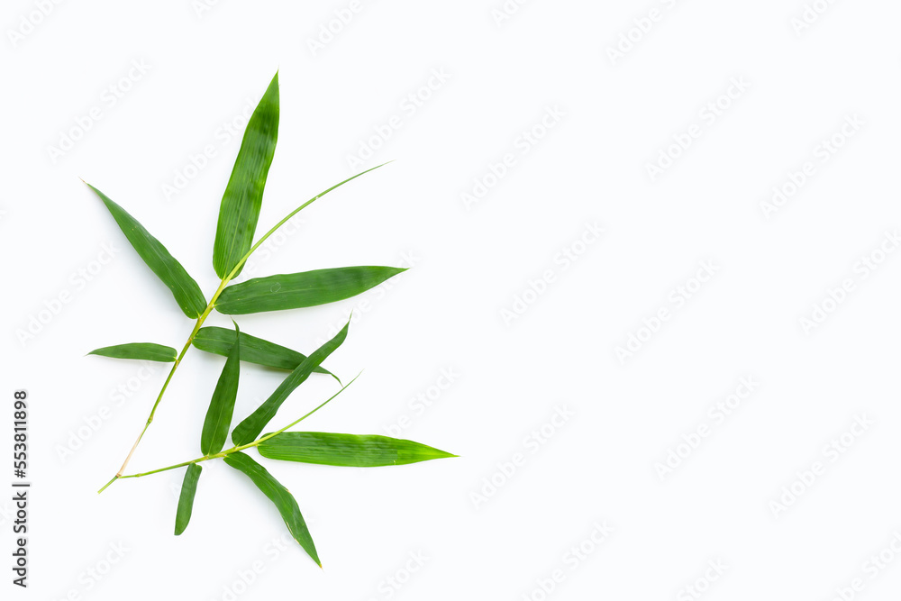Fototapeta premium Fresh bamboo leaves on white background.