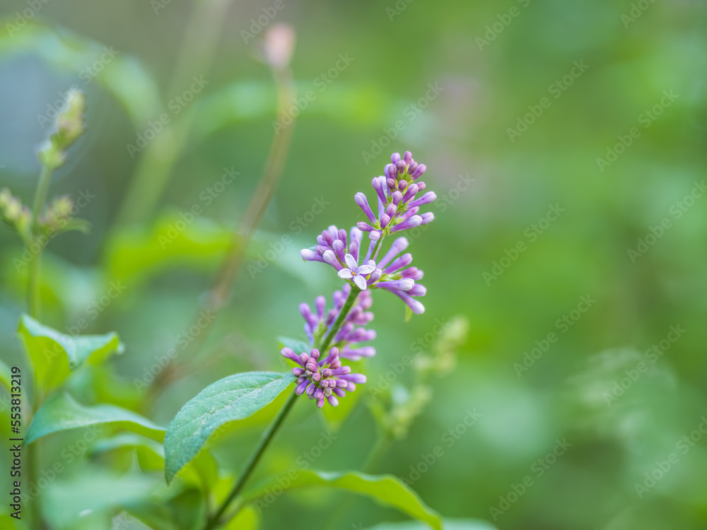 Pink Blooming Lilac Flowers in spring with blured background Pink Blooming Lilac Flowers in spring with blured background