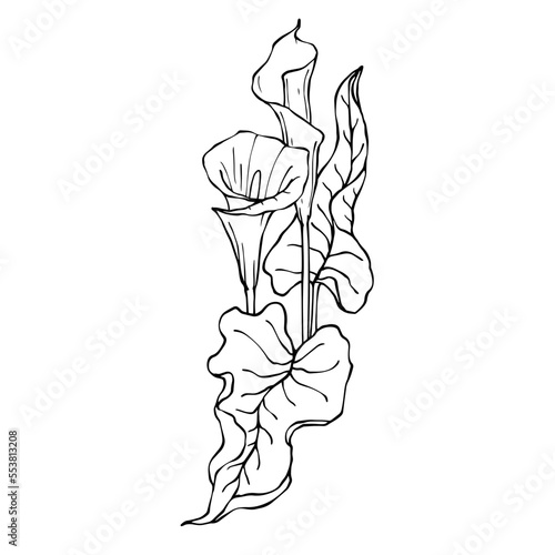 Linear sketch of a calla flower with leaves.Vector graphics.