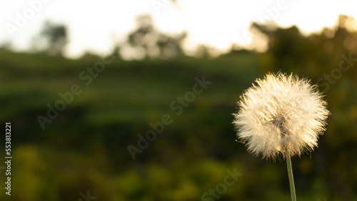 Dandelion