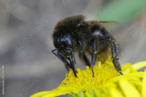 Closeup on a black red tailed bumblebee, Bombus lapidarius drinking nectar from a yellow flower photo