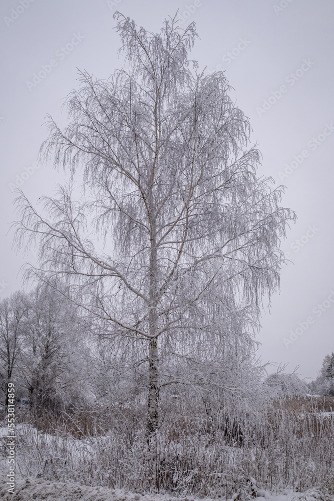 Fototapeta premium frost and snow covered birch tree