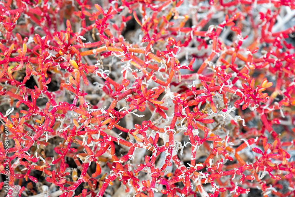 Close up of red shoreline Sea Pursline (Sesuvium edmonstonei) or Galapagos carpet weed, San Cristobal island, Galapagos national park, Ecuador. Close up of red shoreline Sea Pursline (Sesuvium edmonstonei) or Galapagos carpet weed, San Cristobal island, Galapagos national park, Ecuador.