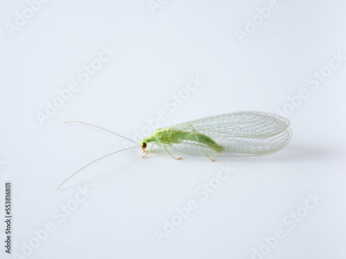 Green Lacewings on a white background. Family Chrysopidae  