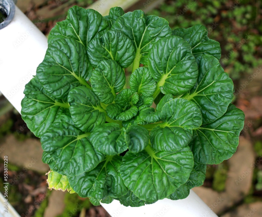 Beautiful Tatsoi Plant for Vegetable Beautiful Tatsoi Plant for Vegetable