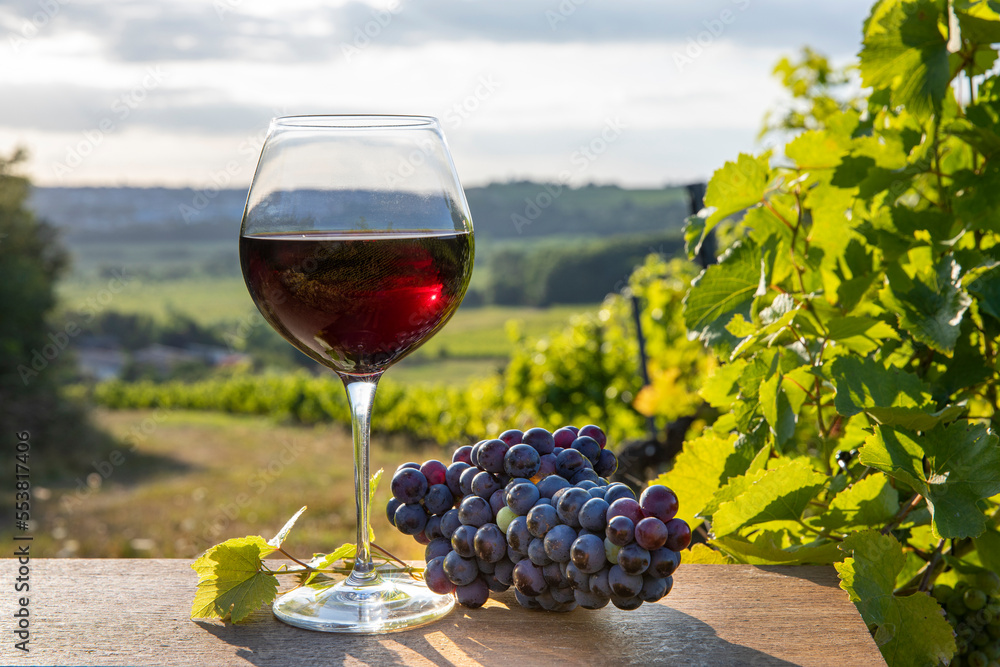 Verre de vin rouge au milieu des vignes sous le soleil d'automne.