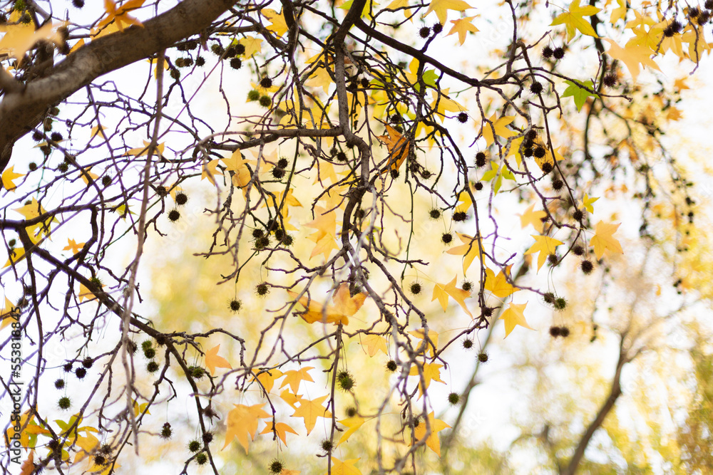 Detail of leaves on the branch of a tree. Autumn colors. Nature background. Detail of leaves on the branch of a tree. Autumn colors. Nature background.