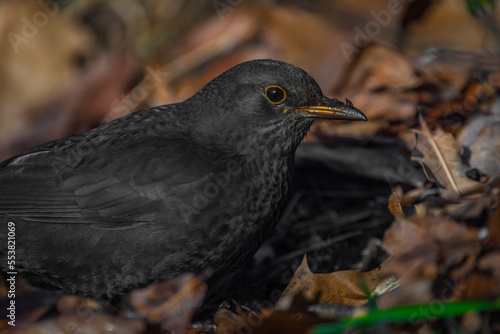 Blackbird with dry autumn leats in winter cold sunny day © luzkovyvagon.cz