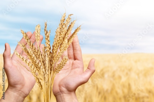 Human hands with golden wheat on field.