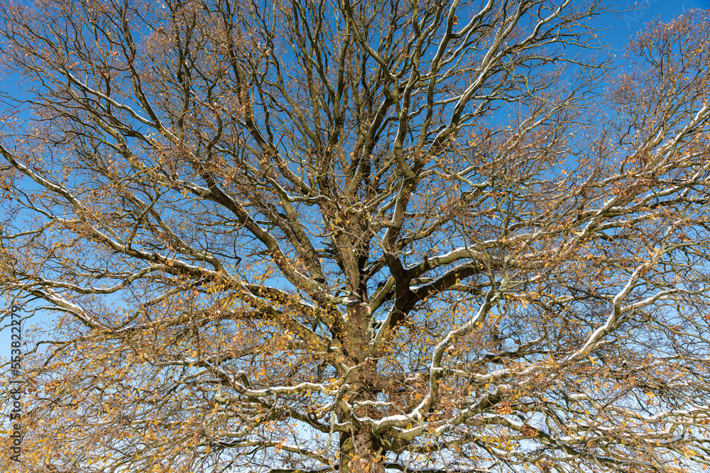 Eiche im Winter Eiche im Winter