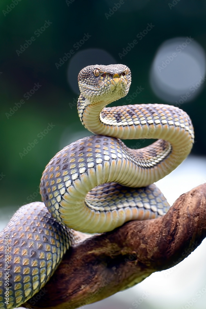 Fototapeta premium Mangrove Pit-viper in defense position