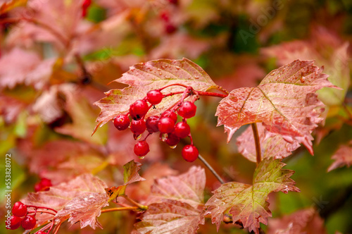 Viburnum branches with red berries and raindrops on the background of leaves in autumn.