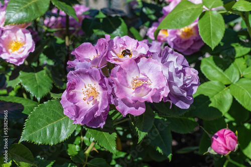 Photography Purple floribunda rose flower in the garden.