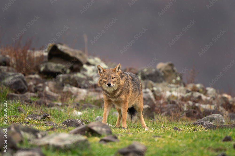 Golden jackal searching for food in the Rhodope mountains. Jackal moving in the Bulgaria mountains. Carnivore during winter. European nature. Canine predator on the rock. Golden jackal searching for food in the Rhodope mountains. Jackal moving in the Bulgaria mountains. Carnivore during winter. European nature. Canine predator on the rock.