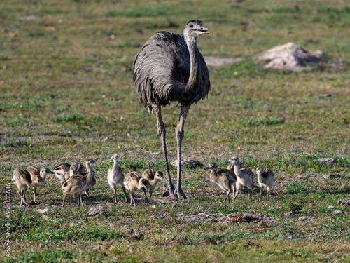 Greater Rhea with chicks foraging in savannah of Pantanal, Brazil