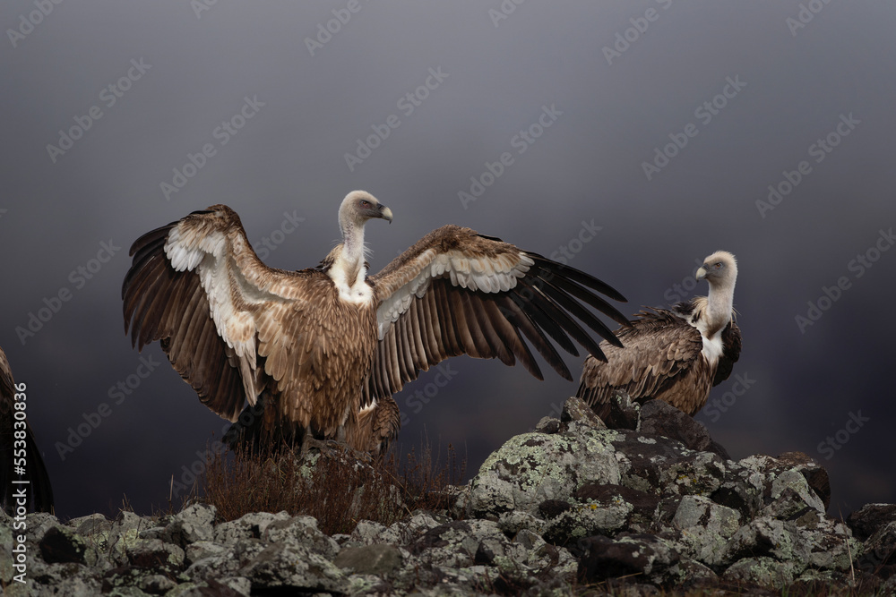 Griffon vultures in the Rhodope mountains. Vultures are sitting on the peak of mountains in Bulgaria. Carnivore during winter. European nature. Griffon vultures in the Rhodope mountains. Vultures are sitting on the peak of mountains in Bulgaria. Carnivore during winter. European nature.