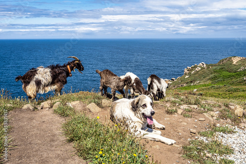 Wild goats on the cliffs of Estaca de Bares peninsula coast. Province of A Coruna, Galicia, Spain.