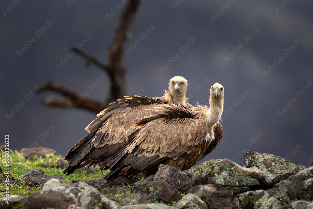 Griffon vultures in the Rhodope mountains. Vultures are sitting on the peak of mountains in Bulgaria. Carnivore during winter. European nature. Griffon vultures in the Rhodope mountains. Vultures are sitting on the peak of mountains in Bulgaria. Carnivore during winter. European nature.