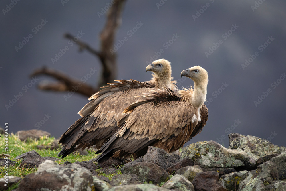 Griffon vultures in the Rhodope mountains. Vultures are sitting on the peak of mountains in Bulgaria. Carnivore during winter. European nature. Griffon vultures in the Rhodope mountains. Vultures are sitting on the peak of mountains in Bulgaria. Carnivore during winter. European nature.