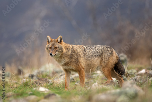 Golden jackal searching for food in the Rhodope mountains. Jackal moving in the Bulgaria mountains. Carnivore during winter. European nature. Canine predator on the rock. 