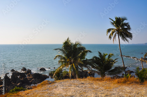 Wild beach with palm trees and stones on the seashore in Arambol  Goa  India
