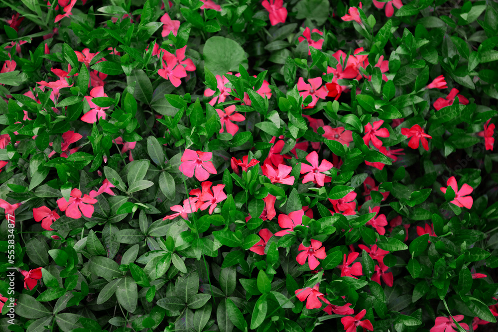 Bright pink flowers on background of green leaves.