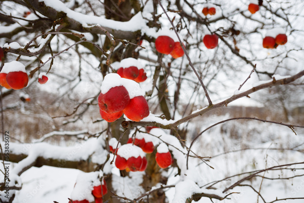 Red apples on a tree in winter. All the fruits are in the snow. Many vitamins in autumn fruits and vegetables. Copy space