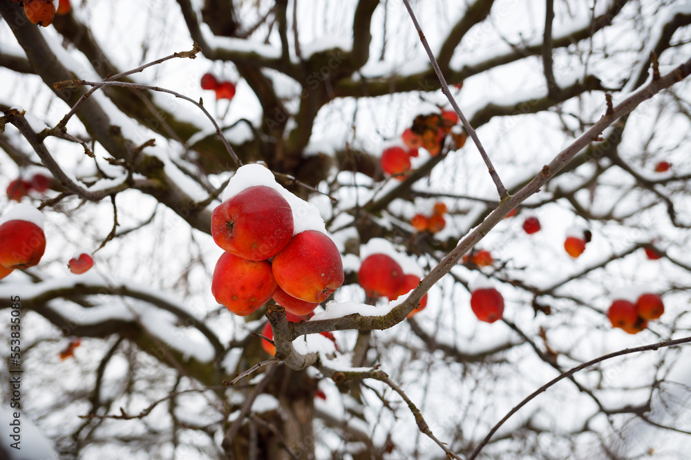 Red apples on a tree in winter. All the fruits are in the snow. Many vitamins in autumn fruits and vegetables Red apples on a tree in winter. All the fruits are in the snow. Many vitamins in autumn fruits and vegetables