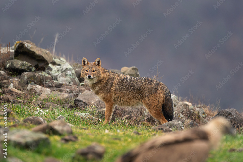 Golden jackal searching for food in the Rhodope mountains. Jackal moving in the Bulgaria mountains. Carnivore during winter. European nature. Canine predator on the rock. Golden jackal searching for food in the Rhodope mountains. Jackal moving in the Bulgaria mountains. Carnivore during winter. European nature. Canine predator on the rock.