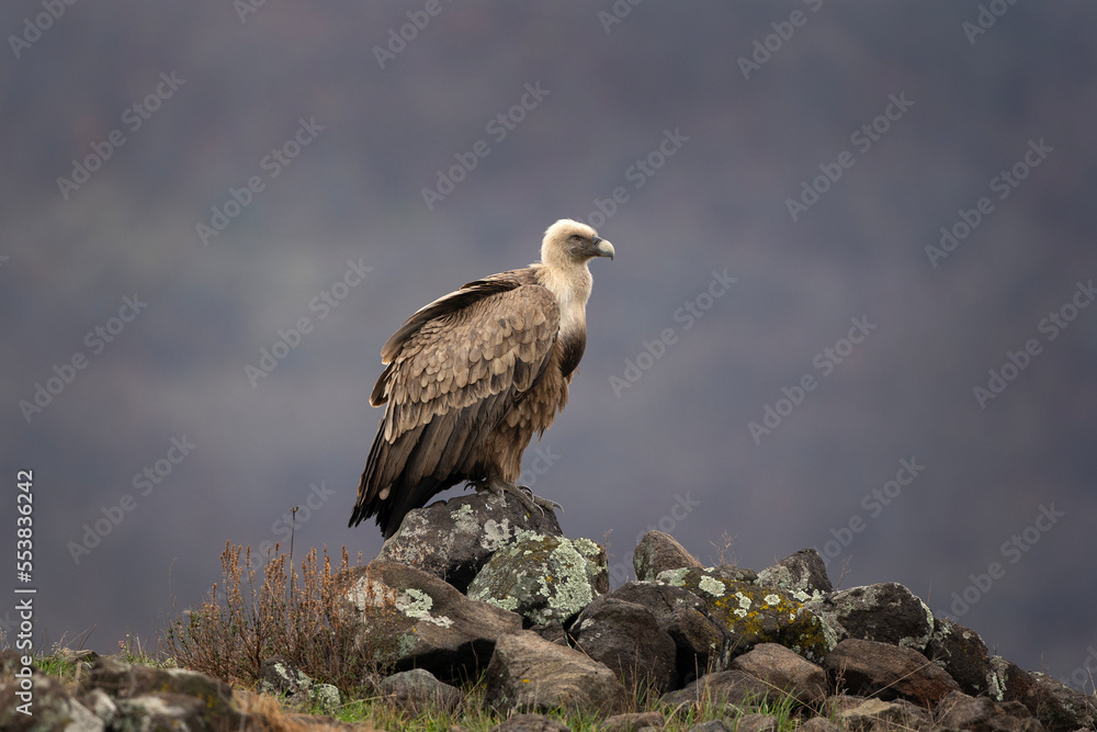 Griffon vultures in the Rhodope mountains. Vultures are sitting on the peak of mountains in Bulgaria. Carnivore during winter. European nature. Griffon vultures in the Rhodope mountains. Vultures are sitting on the peak of mountains in Bulgaria. Carnivore during winter. European nature.