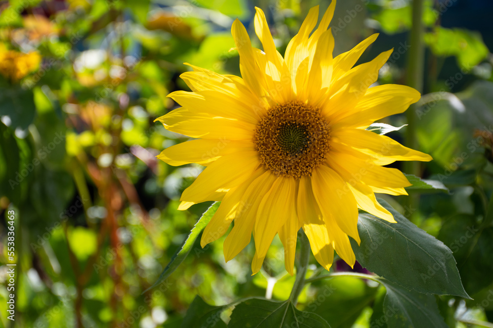 Fototapeta premium Yellow head of a sunflower (Helianthus annuus) in a green garden
