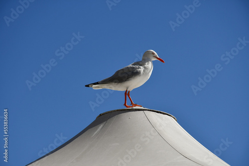 Adult silver gull (Chroicocephalus novaehollandiae) in Sydney, Australia