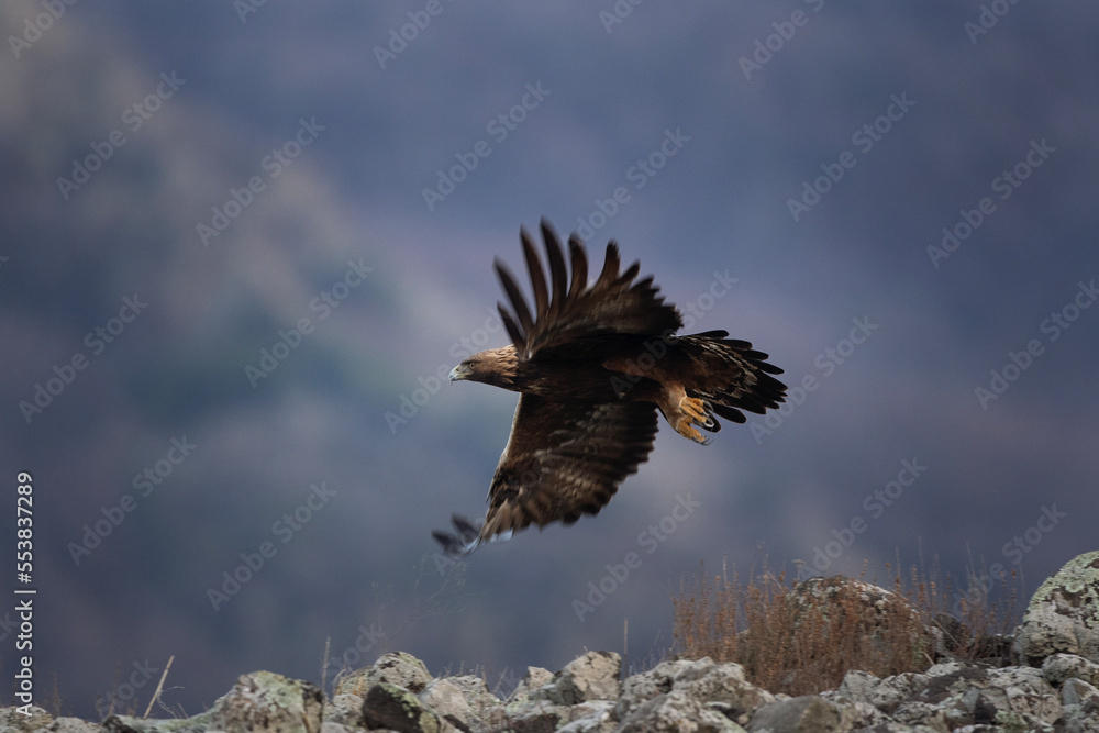 Fototapeta premium Golden eagle in the Rhodope mountains. Eagle is flying in the Bulgaria's mountains. Carnivore during winter. European nature. Ornithology in Bulgaria