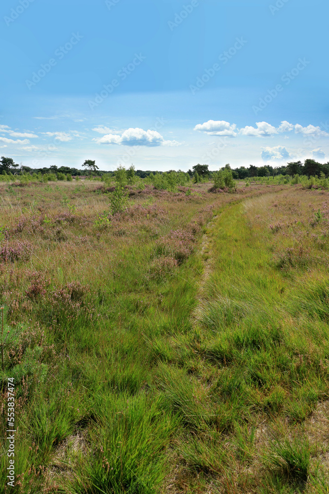 landscape in cross border park Kalmthout Heath, Belgium 