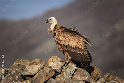 Griffon vultures in the Rhodope mountains. Vultures are sitting on the peak of mountains in Bulgaria. Carnivore during winter. European nature. 