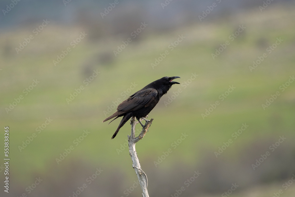 Common raven in the Rhodope mountains. The raven is cawing on the branch. Black bird in Bulgaria nature. European nature. Ornithology in Bulgaria Common raven in the Rhodope mountains. The raven is cawing on the branch. Black bird in Bulgaria nature. European nature. Ornithology in Bulgaria