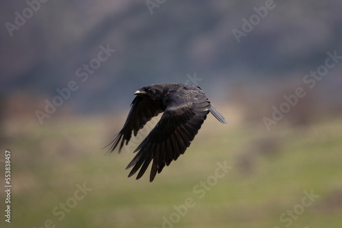 Common raven in the Rhodope mountains. The raven is flying in the Bulgaria's mountains. Black bird on the sky. European nature. Ornithology in Bulgaria © prochym