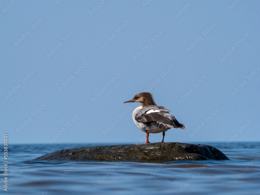 Closeup of a Common Merganser standing on a stone in the middle of the sea under a blue sky Closeup of a Common Merganser standing on a stone in the middle of the sea under a blue sky