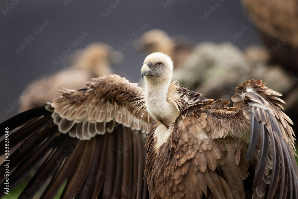 Griffon vultures in the Rhodope mountains. Vultures are sitting on the peak of mountains in Bulgaria. Carnivore during winter. European nature. Griffon vultures in the Rhodope mountains. Vultures are sitting on the peak of mountains in Bulgaria. Carnivore during winter. European nature.