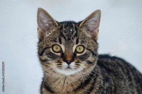 Fototapeta Naklejka Na Ścianę i Meble -  Portret kota 