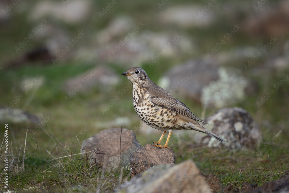 Song thrush in the Rhodope mountains. Small brown bird on the ground. Ornithology in Bulgaria. Common thrush on the rock. 
