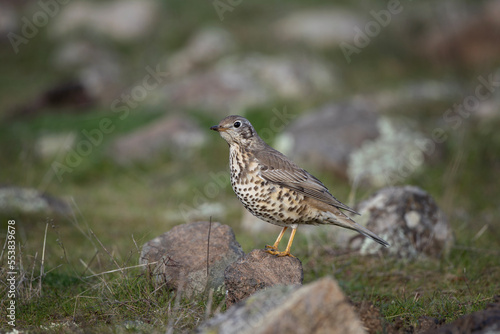 Song thrush in the Rhodope mountains. Small brown bird on the ground. Ornithology in Bulgaria. Common thrush on the rock.  © prochym