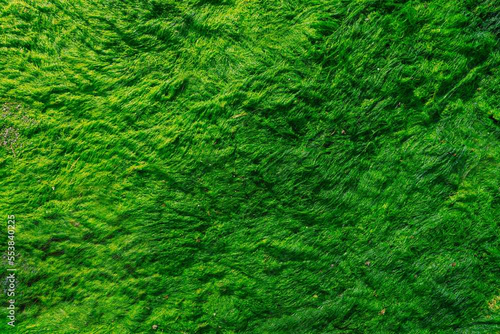Wet green moss close up, sea moss texture, green fluffy fur consept, green background Wet green moss close up, sea moss texture, green fluffy fur consept, green background