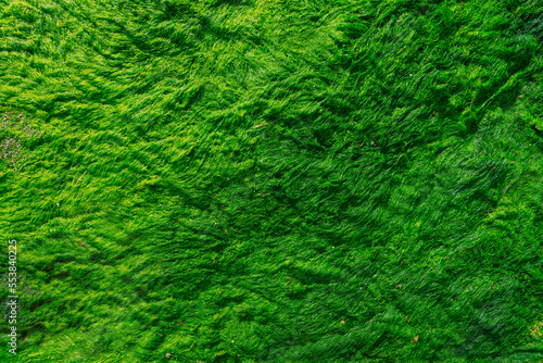 Wet green moss close up, sea moss texture, green fluffy fur consept, green background