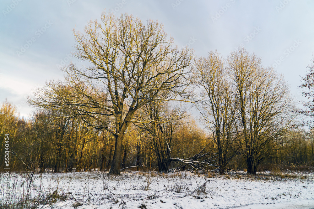 A bare leafless oak tree among the trees . The first snow cover. A bare leafless oak tree among the trees . The first snow cover.