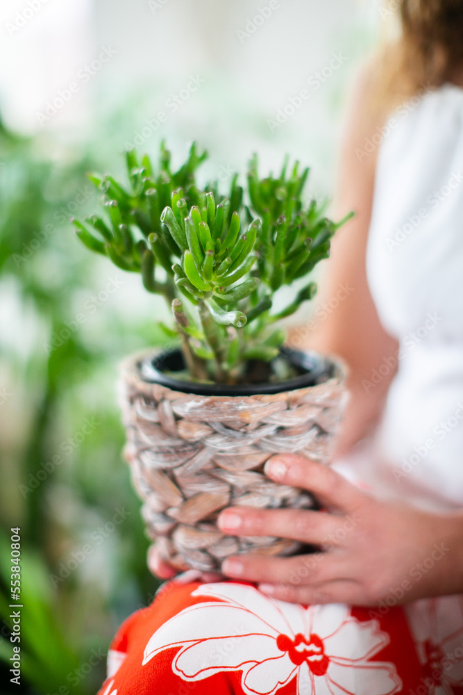 Fototapeta premium woman holding a plant in a pot