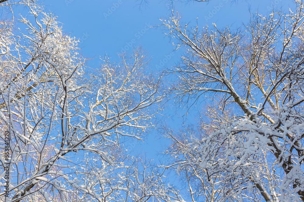 View up at the crowns of trees covered with snow against the sky, winter landscape View up at the crowns of trees covered with snow against the sky, winter landscape